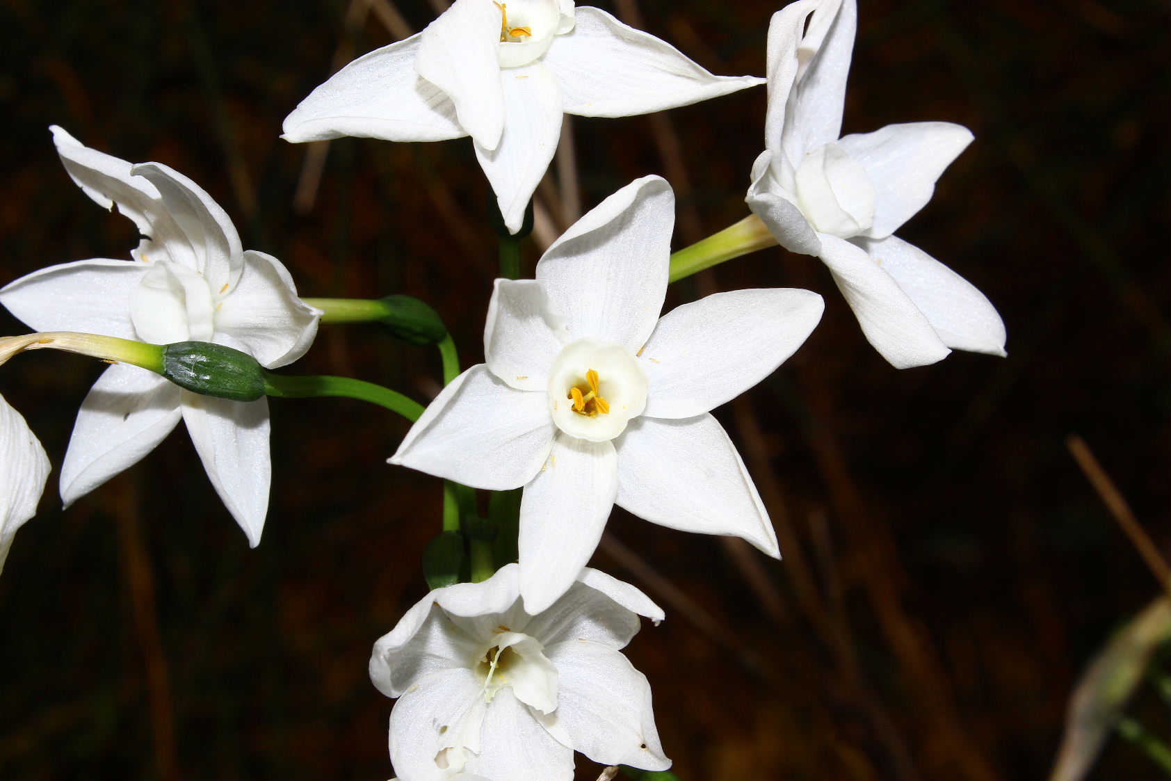 Le ultime arrivate tra le piante gi� fiorite